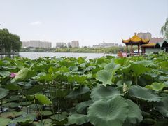 -济南大明湖景区