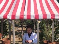 -柑橘农场