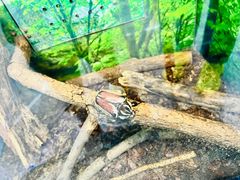 -上海大自然野生昆虫馆(东方明珠·爬宠昆虫探索中心)