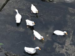-北京水岸山吧度假村(雁栖镇店)