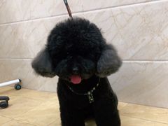 -美联众合动物医院·24h京西诊疗中心