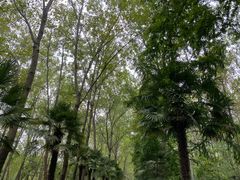 -合肥滨湖国家森林公园