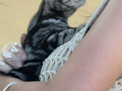 -lincat·猫舍(广州店)