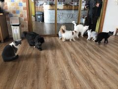 -猫的茶·猫咖