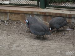 -新疆天山野生动物园