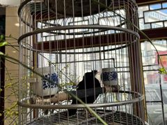 -懋隆金阁·博山菜