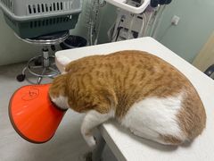 -乐派堂宠物医院·猫友好· 心脏科(东街店)