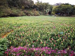 -云溪植物园