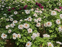 -石家庄市植物园