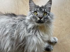 -老吴的猫·猫舍(新区店)