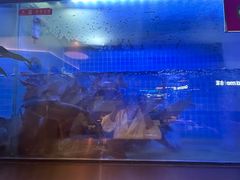 -老板恋上鱼(印象城店)