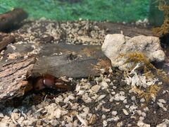 -上海大自然野生昆虫馆