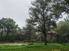 -北京野生动物园