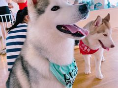 -Husky Go! 哈士奇体验馆·宠物咖啡厅狗咖