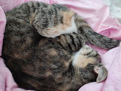 -小叮当动物医院·骨科·眼科