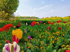 -苏州太湖西山岛开心农场
