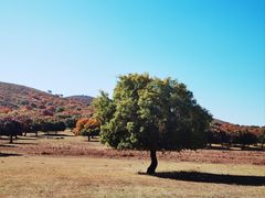 -五角枫生态旅游景区