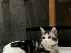 -猫大福·Fortune Cat猫舍(百子湾店)