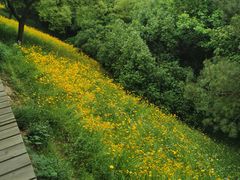 -西湖风景区-江洋畈生态公园
