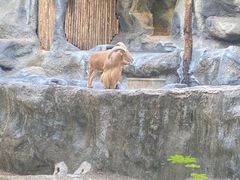 -清迈夜间动物园