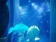 -迪拜水族馆及水下动物园