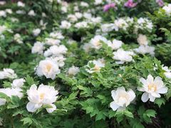 -洛阳市隋唐城遗址植物园