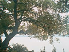 -燕鸣岛