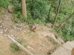 -黔灵山公园