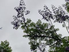 -重庆彩云湖湿地公园