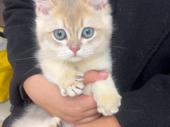 -瑞派康怡24h宠物医院·犬猫医疗中心·微创绝育(瑞景分院)