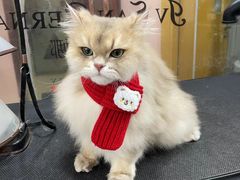 -车接车送·寄养洗护·德文猫舍(大宁店)