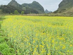-靖西鹅泉风景区
