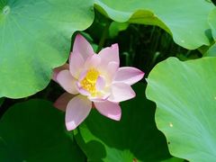-桃花岛景观公园