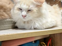 -藏猫猫咖啡主题馆(中央大道店)