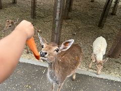 -秦皇岛野生动物园