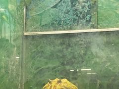 -上海大自然野生昆虫馆(东方明珠·爬宠昆虫探索中心)