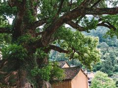 -杨家堂村