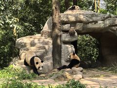 -中国大熊猫保护研究中心雅安碧峰峡基地