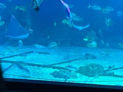 -烟台海昌鲸鲨海洋公园