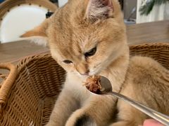 -共舞时光猫咖·狗咖(新街口店)
