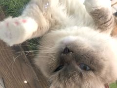 -袖虎·猫馆(体育西路店)