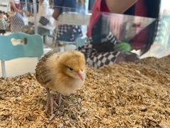 -怪兽屋·羊驼·猫咖·狗咖(俊华广场店)