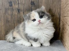 -小猫来了·猫舍(红山六九七九店)