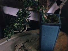 -秦美花卉(天朗·莱茵小城2期店)