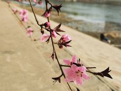 -桃花堤公园
