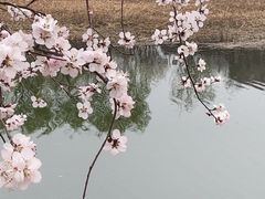-桃花堤公园