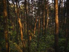 -铁山坪森林公园