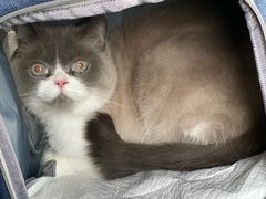 -北京赛佳动物医院