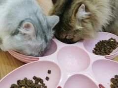 -COLOR PETS 撸猫馆·购猫·猫咖(长风大悦城店)