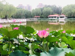 -丰台花园